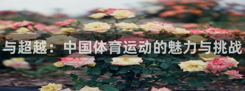 vsport体育官方正版app官网